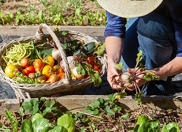 potager bio